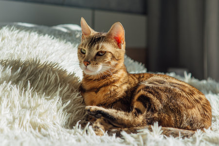 Bengal kitty cat laying on the white fury blanketの写真素材