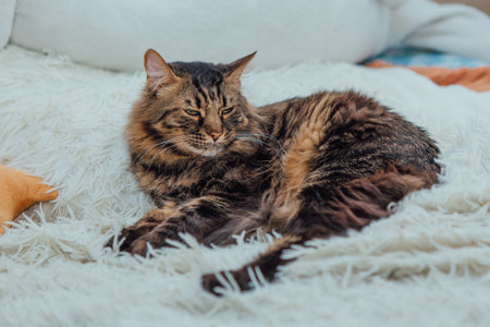 Young cute longhair cat laying on the white blanket.の写真素材