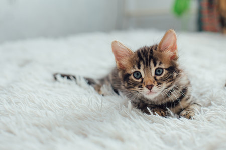 Little bengal kitten on the white fury blanketの写真素材