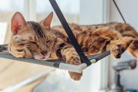 Cute little bengal kitty cat laying on the cats window bed watching on the room.の写真素材