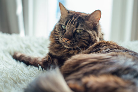 Young cute longhair bengal cat laying on the white blanket.の写真素材