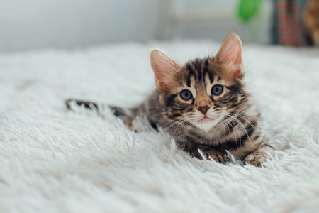 Little bengal kitten on the white fury blanketの写真素材