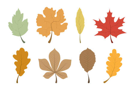 Autumn Leaves. Leaves collection. Leaf vector icons, isolated. Template autumn leaves in a row. Vector illustrationのイラスト素材