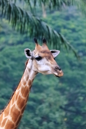 Giraffe (Giraffa camelopardalis) stays in wide grassland in heard. It makes a living together with...