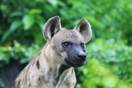 Spotted hyenas may kill as many as 95% of the animals they eat,while striped hyenas are largely scavengers.Generally, hyenas are known to drive off larger predators, like lions, from their kills, despite having a reputation in popular culture for being cowardlyの写真素材