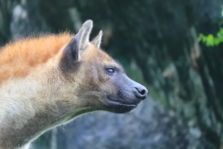 Spotted hyenas may kill as many as 95% of the animals they eat,while striped hyenas are largely scavengers.Generally, hyenas are known to drive off larger predators, like lions, from their kills, despite having a reputation in popular culture for being cowardlyの写真素材