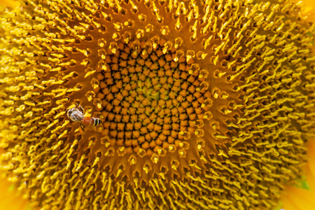 Closeup yellow sunflower with bee on sunshine day