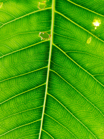 Nature green leaf textureの写真素材