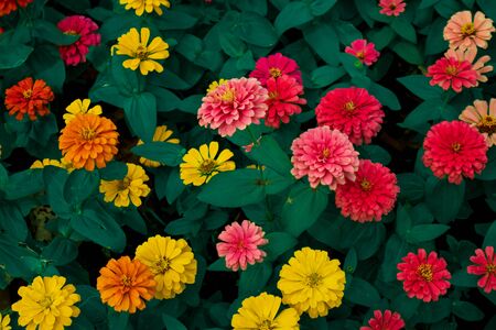 Colourful flowers with red, yellow, orange with green leaf background use to design wallpaper or...
