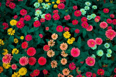 Colourful flowers with red, yellow, orange with green leaf background use to design wallpaper or...