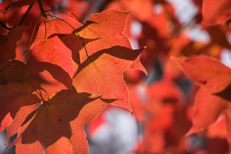 Maple leaves on the tree