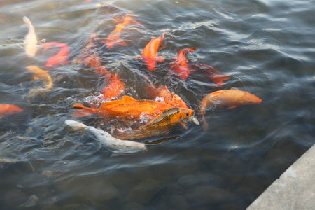 Fishes in the waterの写真素材