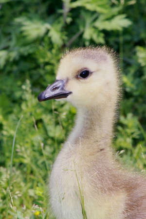 Baby Canadian Gooseの写真素材