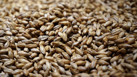 wheatの写真素材