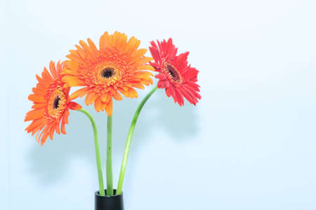 flowerの写真素材