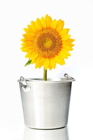 Sunflower in a potの写真素材