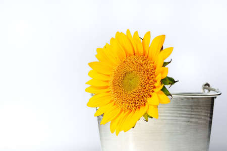 Sunflower in a bucketの写真素材