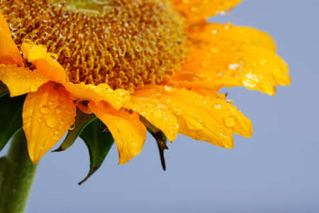 Water on a sunflowerの写真素材