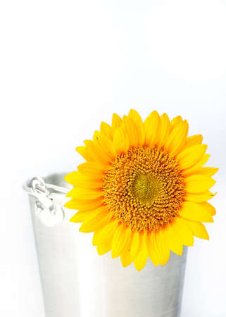 Sunflower in a potの写真素材