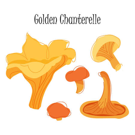 Chanterelle mushroom set isolated on white backgeound. Vesctor illustration for game, web and print designのイラスト素材