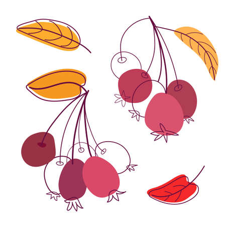Set of autumn berries and leaves. Hand drawn leaves and berries can be used for printing onto fabric and paper or scrap booking. Trendy Mid-Century Modern styleのイラスト素材