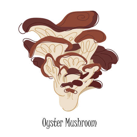 Oyster mushrooms isolated on white backgroundのイラスト素材