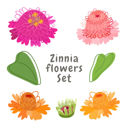 Set of colorful flowers of zinnia and leaves isolated on white background. Trendy vector illustration.のイラスト素材