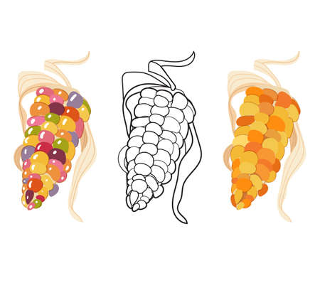 Linear color corn, contour, shape, outline isolated on white. Thin line. Modern design. Vector set. Illustrations of vegetablesのイラスト素材