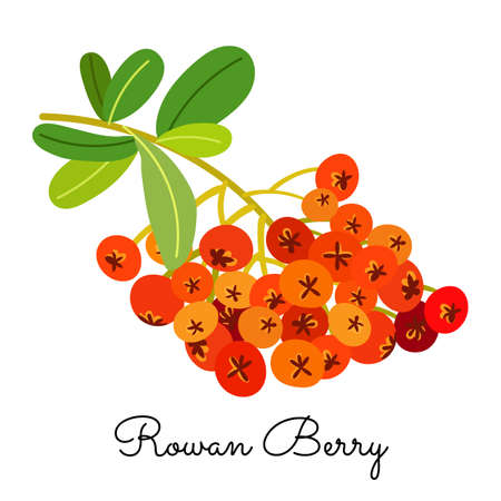 Rowan berry Isolated on white background. Vector flat designのイラスト素材