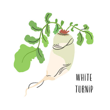 White turnip radish. Vector vegetable illustration for markets, prints, packages. Isolated on white backgroundのイラスト素材