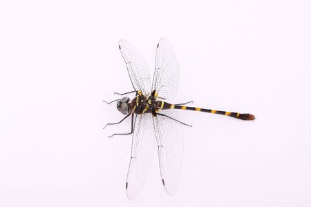 large dragonfly on a white background.の写真素材