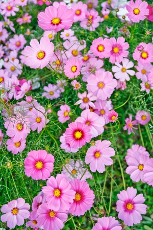 Field of pink flower by close up.の写真素材