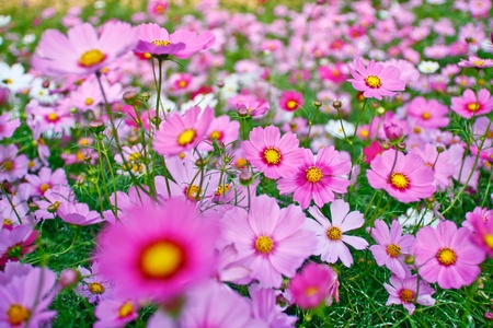 Field of pink flower by close up.の写真素材