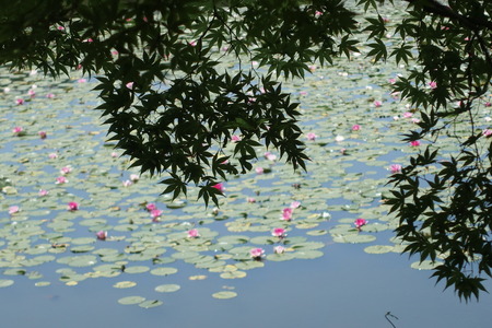 Japanese maple and lotus on pool at Ryoanji temple,Kyoto,Japan.のeditorial素材