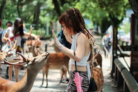Nara,June 26,Tourists enjoy the cookies with deer on sideway,Nara,Japan, on June 26,2016のeditorial素材