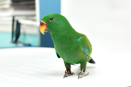 Male Eclectus Parrot, age two months in house. Selective focus.