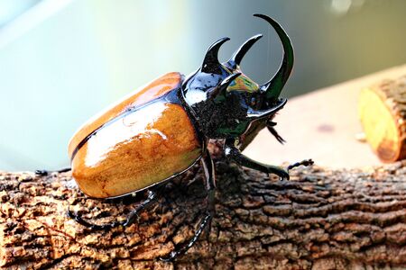 Handmade ,The beautiful beetle staffing ,Staffed five horns beetle ,male ,with glossy yellow wing cases perched on branches.の写真素材