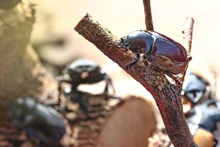 Handmade ,The beautiful beetle staffing ,Dor beetle ,female ,perched on branches.  Selective focus.の写真素材