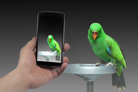 Use phone to take Photo beautiful  green Parrot, Male Eclectus Parrot. for share to social network.