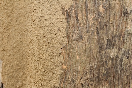 Wood termites to invade the building. And expandedの写真素材