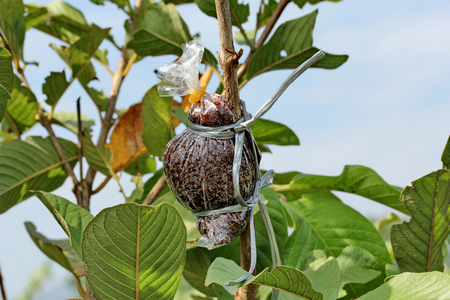 Guava Kim Ju gardening, Guava Kim Ju grafting for propagationの写真素材