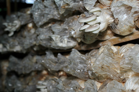 Mushroom cultivation : the cultivation of Bhutan Oyster Mushrooms from spawn in farm.  Selective focus.の写真素材