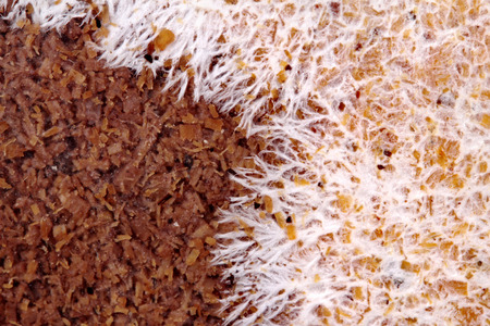 Mushroom cultivation : Art of Infected mushroom on bag of bamboo mushroom ,Veiled lady mushroom,textureの写真素材