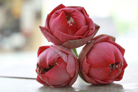 Buddhists make merit,Set the morning offerings of  lotus for monk. Selective focus.の写真素材