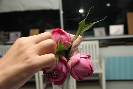 Buddhist culture :Preparation of lotus for monks, Buddhist liberal to fold back the lotus is beauty, wisdom. And the beauty of what is meant to preserve Buddhism.の写真素材