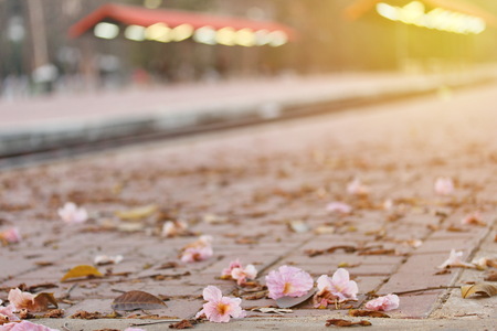 Beautiful flowers fall from tree Tabebuia spread on the floor look clean. Selective focus.の写真素材