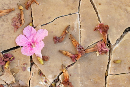 Beautiful flowers fall from tree Tabebuia spread on the floor look clean. Selective focus.の写真素材