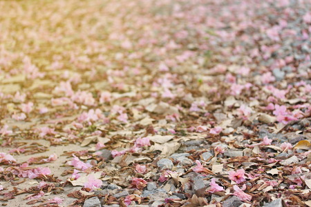 Beautiful flowers fall from tree Tabebuia spread on the floor look clean. Selective focus.