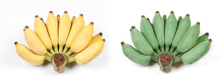 Compare with green  cultivated banana,yellow  cultivated banana on white background.の写真素材