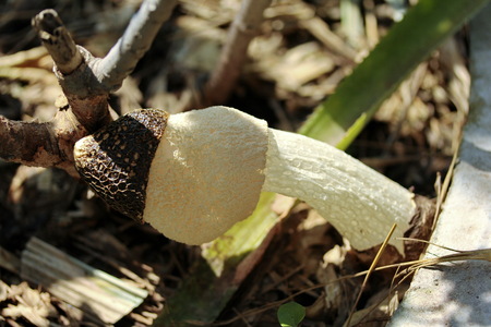 Mushroom  bamboo mushroom cultivation :Mushrooms grow and bloom stretch will be net of mushroom body stretched out.の写真素材